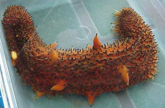 Warty Sea Cucumbere - Chinoderms